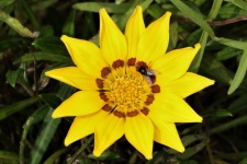 Yellow Gazania Flower And Fly