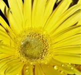 Yellow Gerbera Daisy And Dew Detail