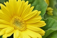 Yellow Gerbera Daisy Close-up