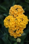 Yellow Lantana Flowers Portrait