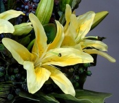 Yellow Lilies
