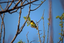 Yellow Male Southern Masked Weaver