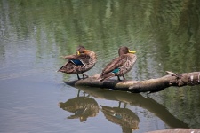 Yellowbilled Ducks On A Branch