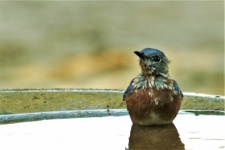 Young Bluebird In Bird Bath Closeup