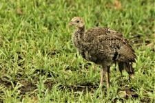 Young Wild Turkey In Grass Close-up