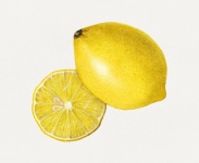 Lemon Lime Fruit Vintage