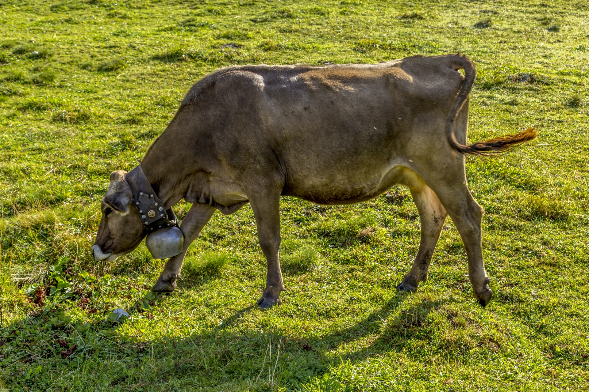 Swiss cow, Animal