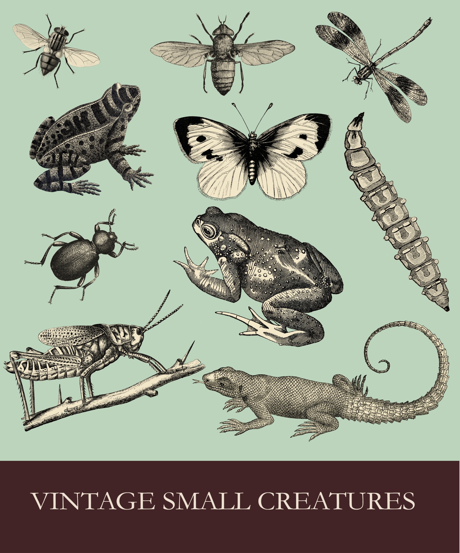 Amphibians And Insects Vintage