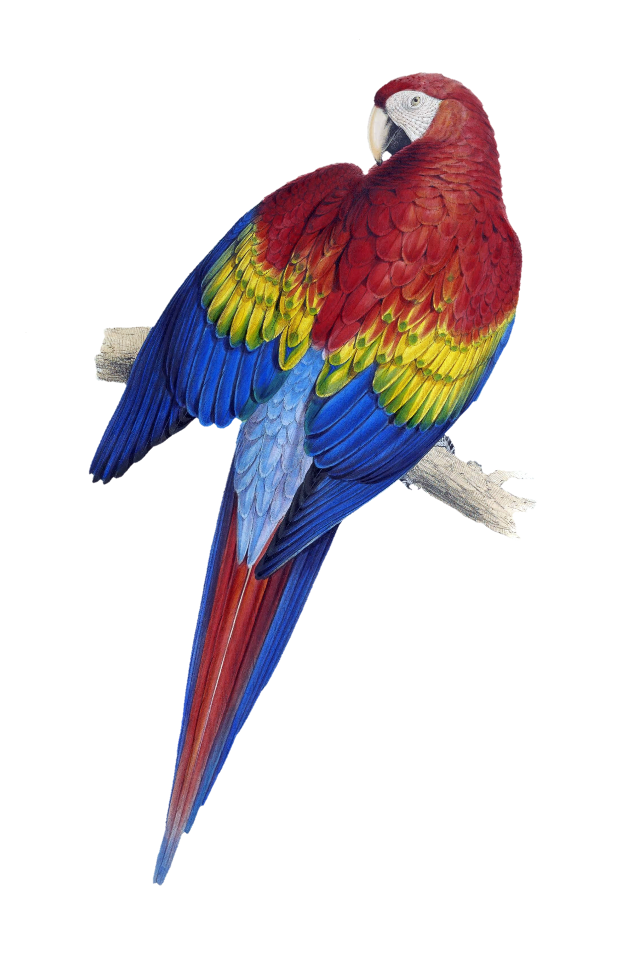 Public domain macaw parrot vintage art illustration old century vintage hand painted antique art