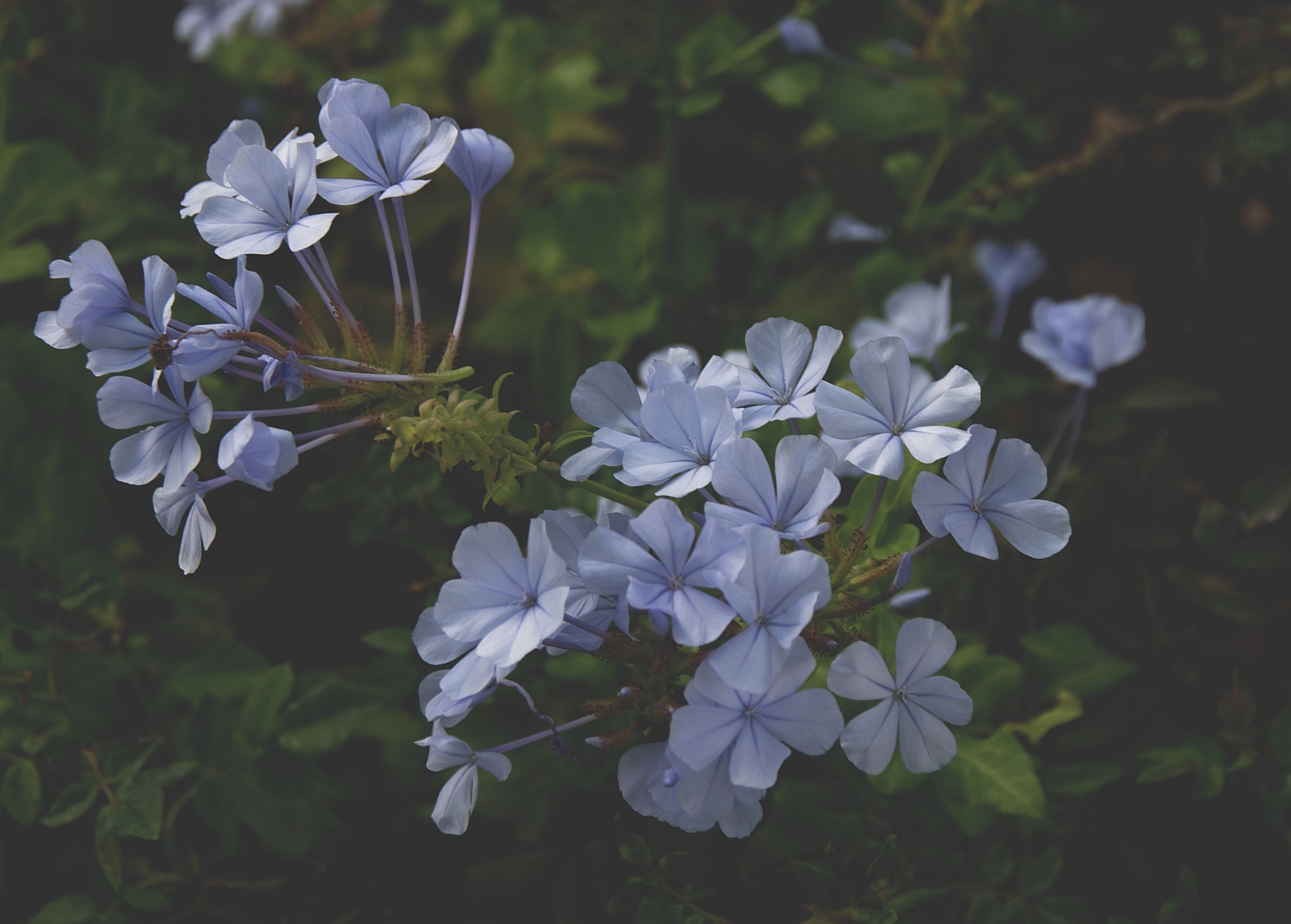 Blue Plumbago Flower
