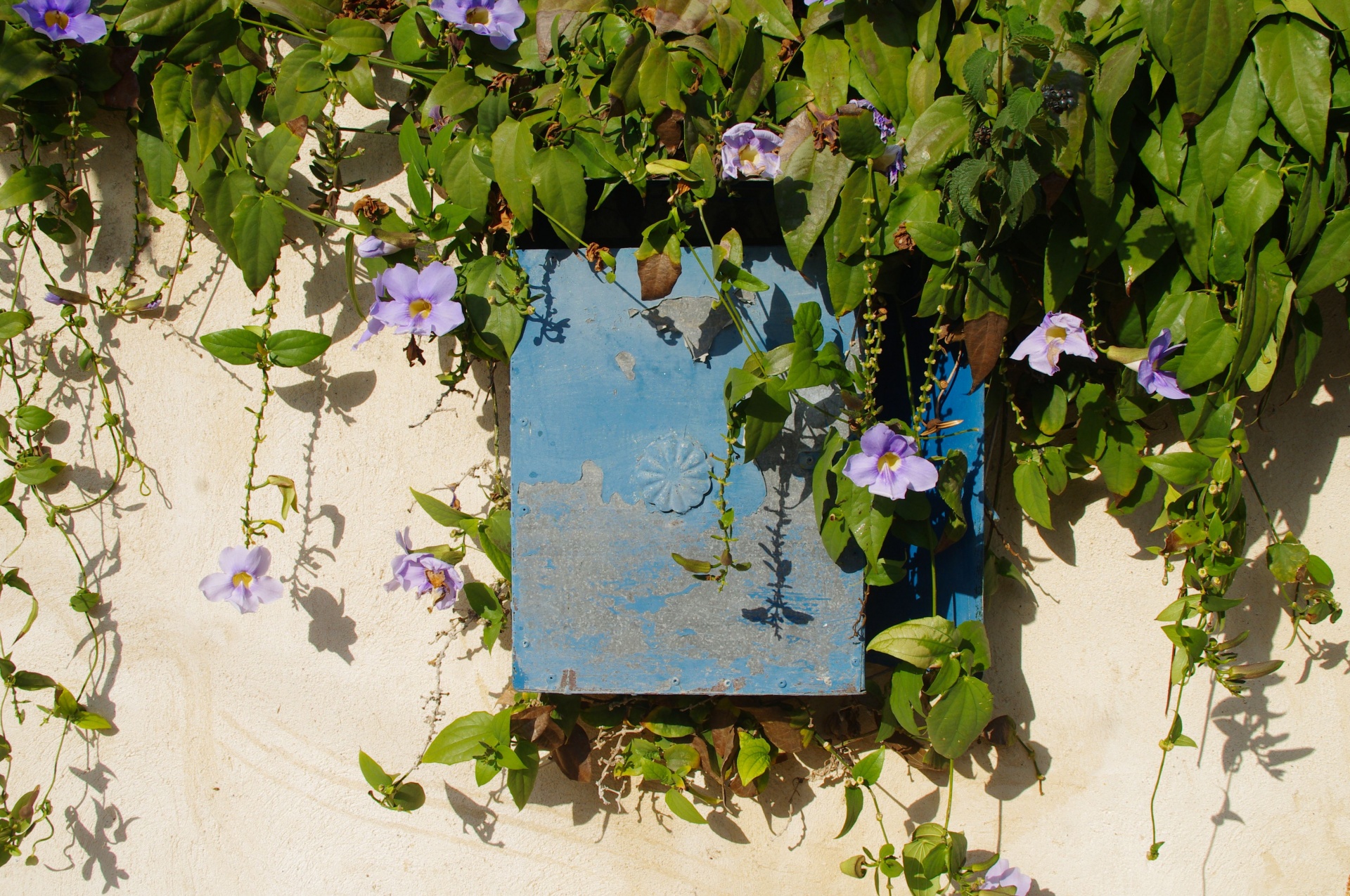 Blue Post Box On Garden Wall