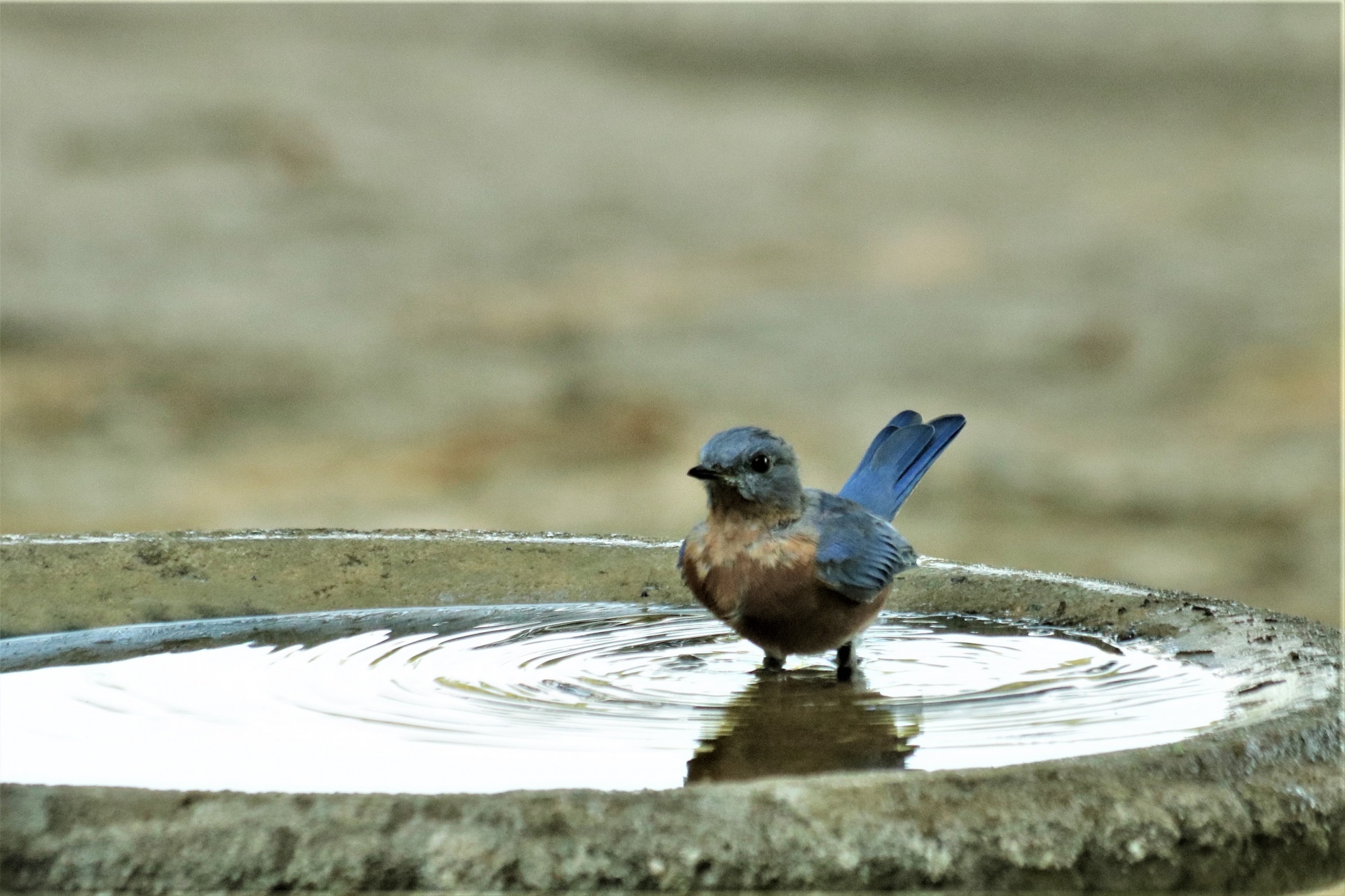 Bluebird Standing In Bird Bath