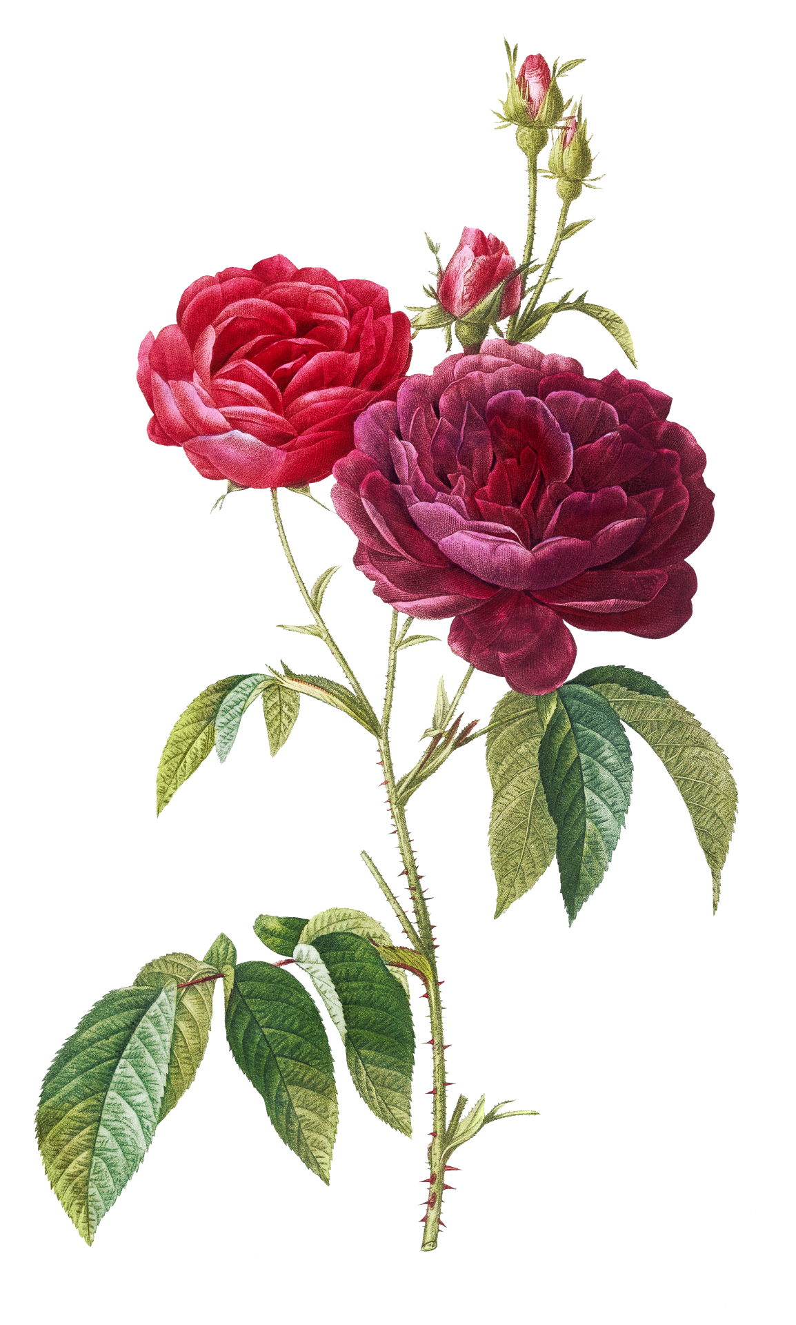 Flower Rose Vintage Art
