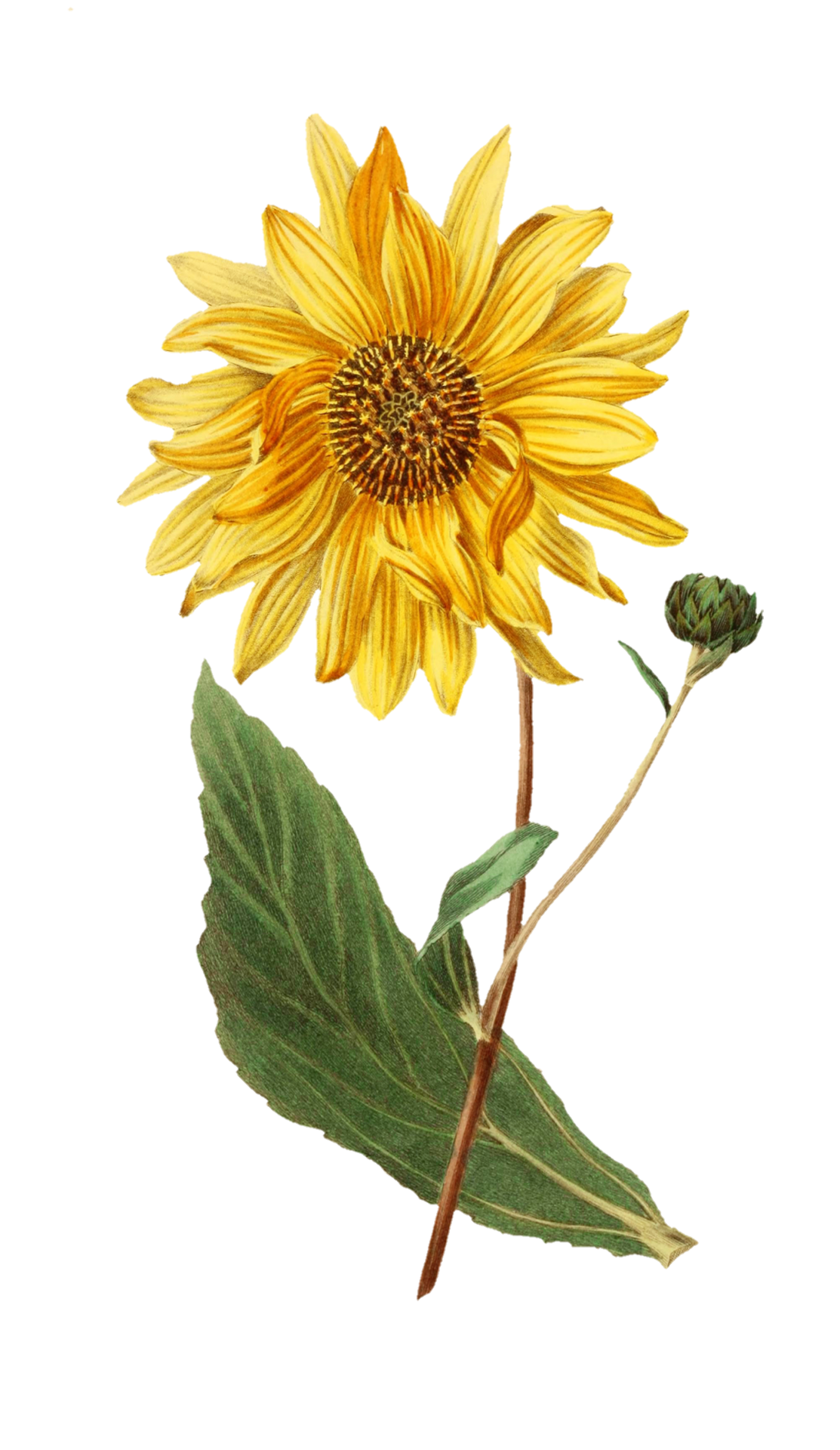 Blossom Flower Sunflower Vintage