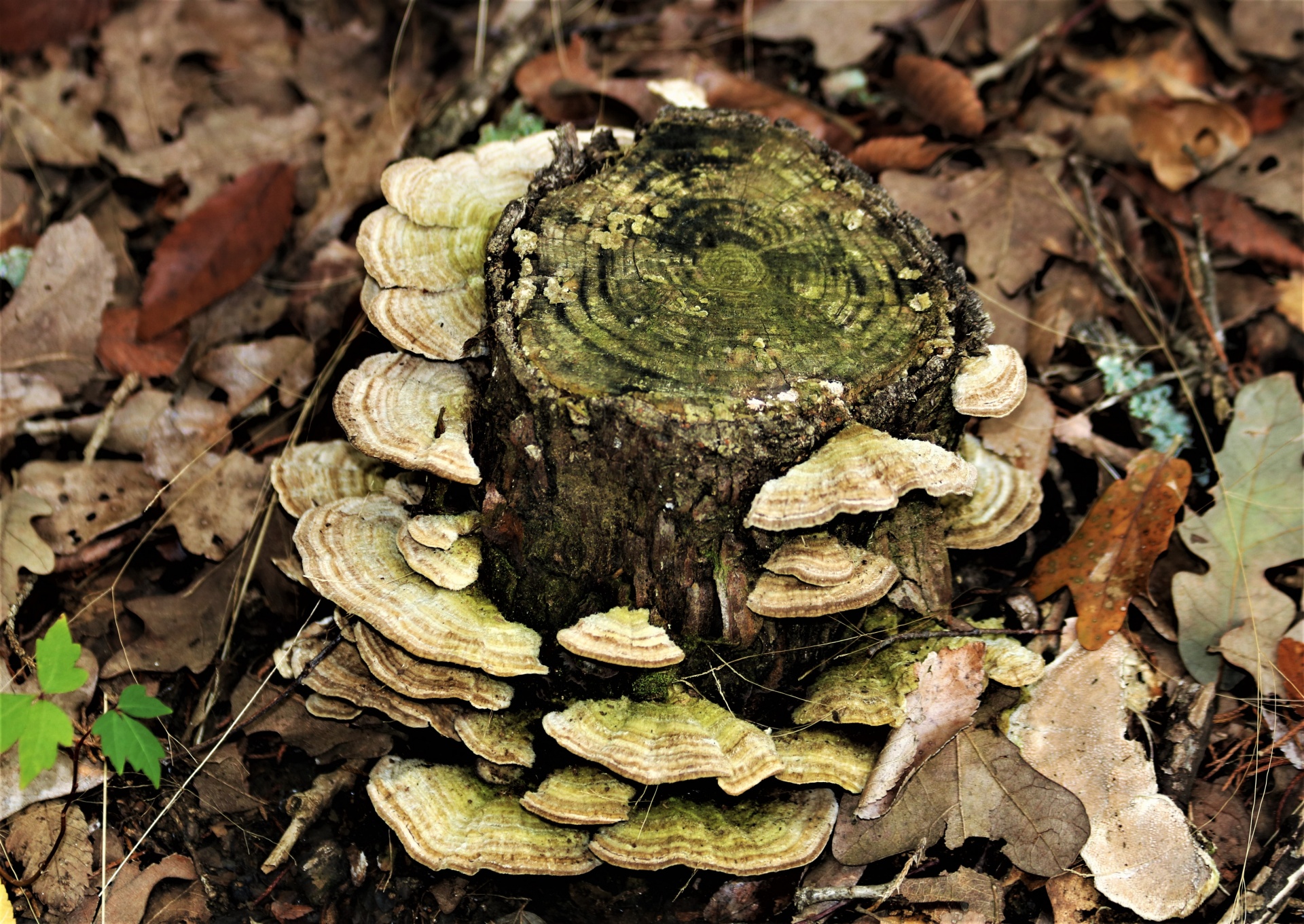Bracket Fungus On Tree Stump