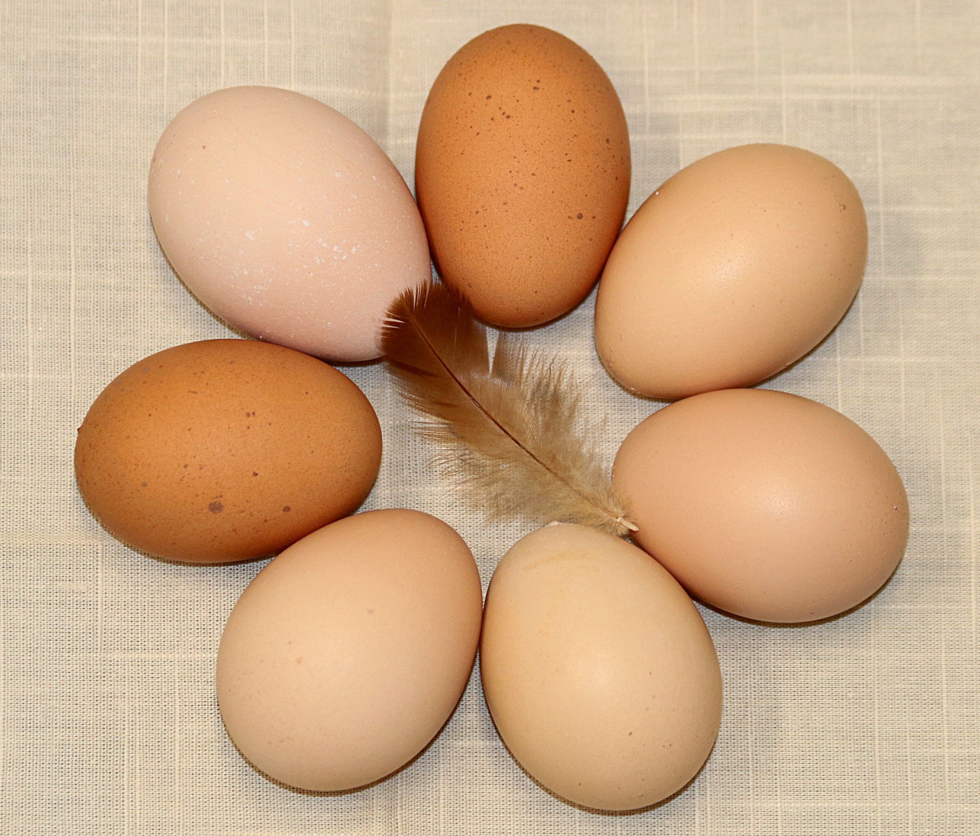 Close-up top view of farm fresh brown eggs, in a circle,on a white napkin, with chicken feather.