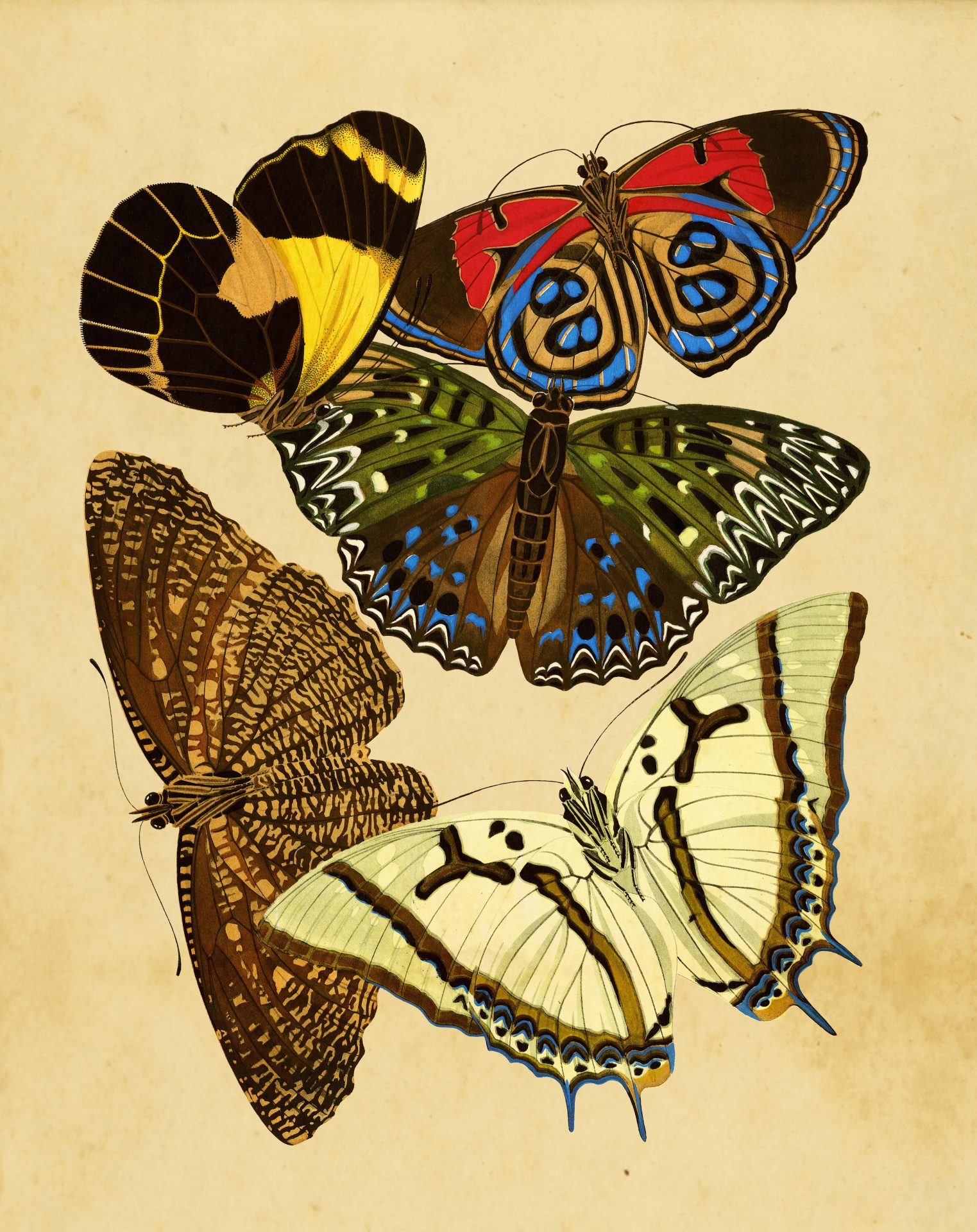 Butterflies Vintage