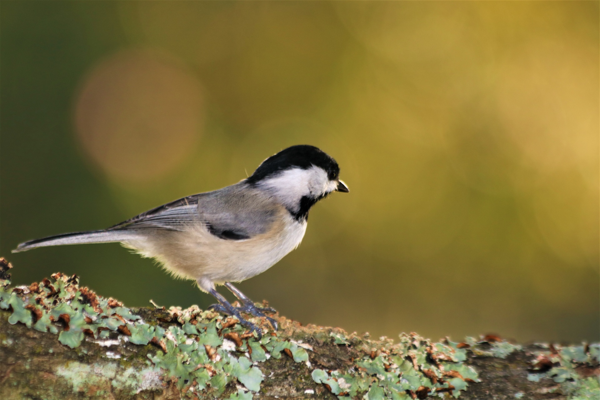 Close-up profile of a Carolina chickadee, perched on a lichen covered tree branch, with a sparkling gold and green bokeh background.