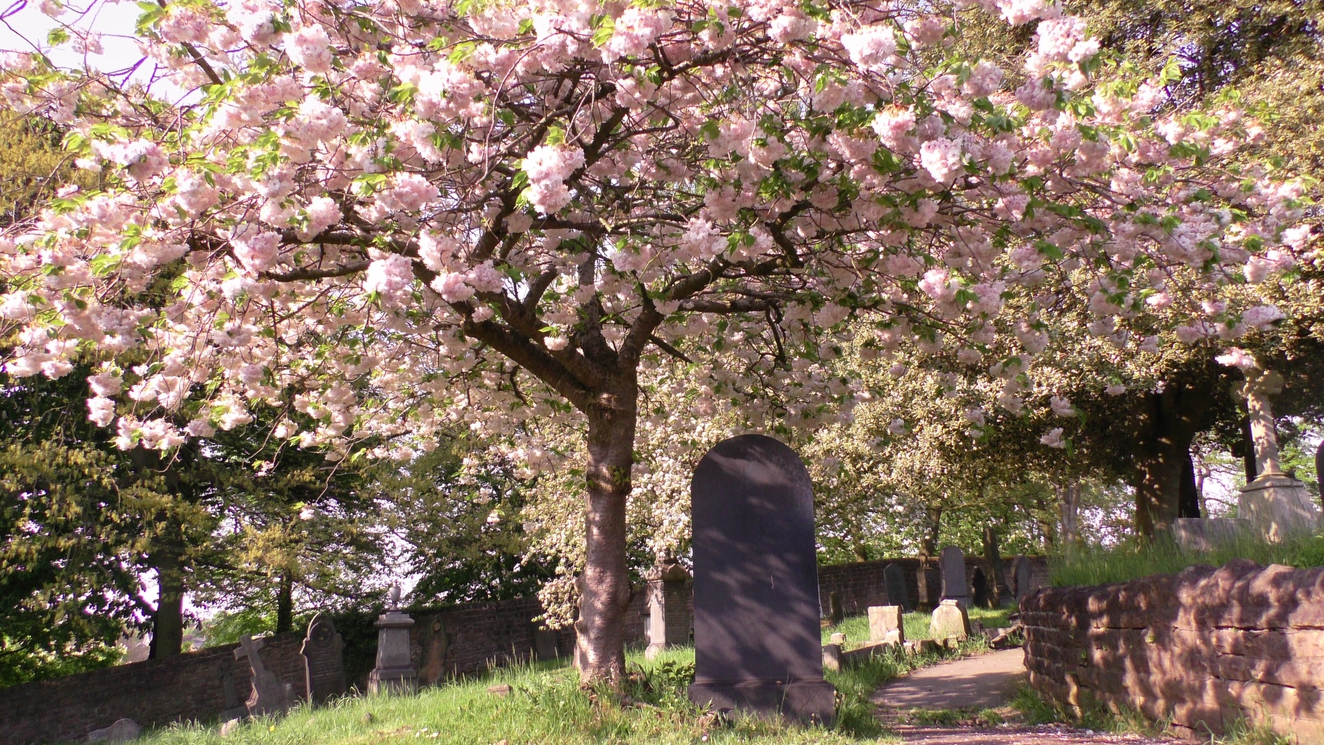 Cherry blossom tree in a Cemetery, Nottingham, England.