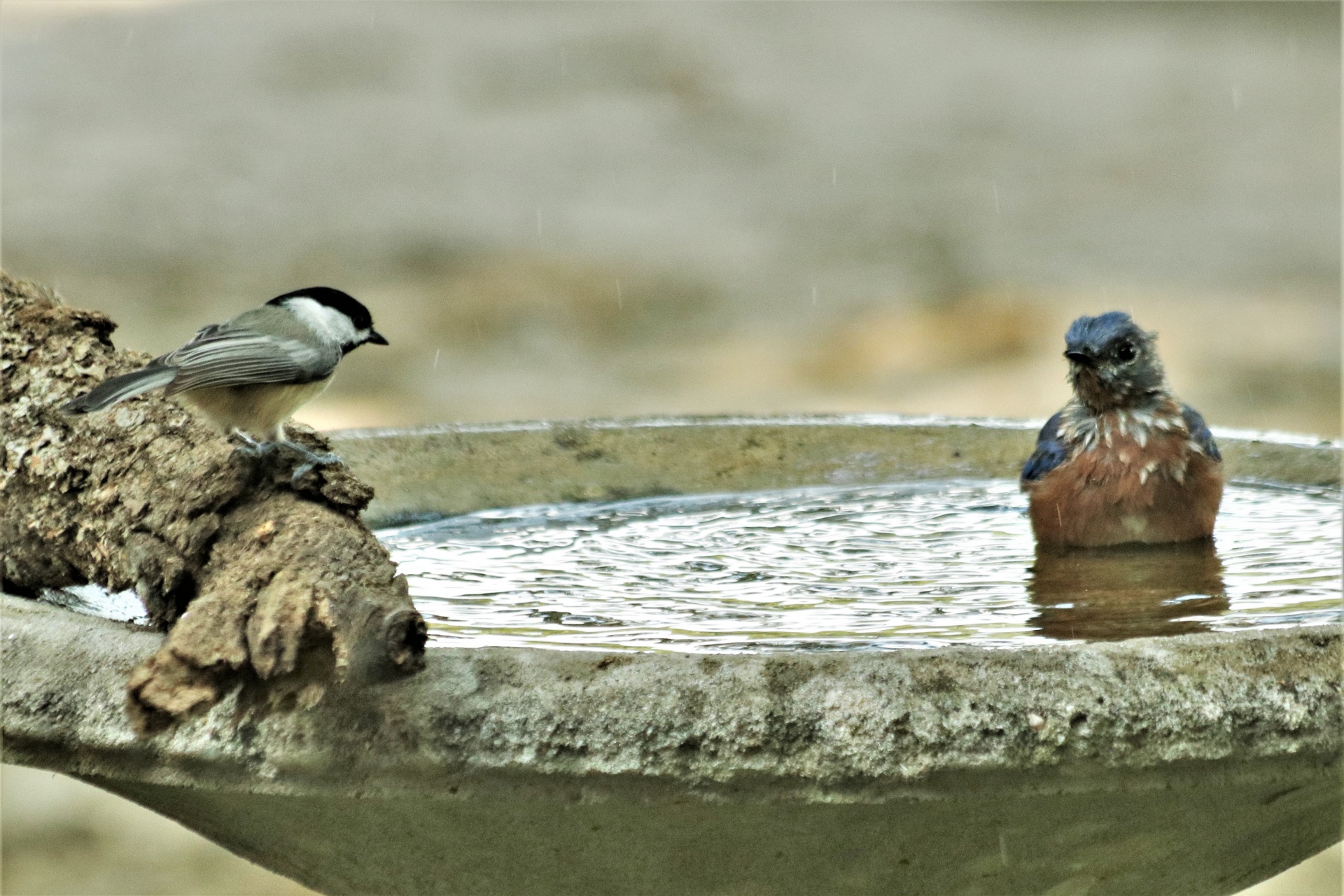 Chickadee And Bluebird At Bird Bath