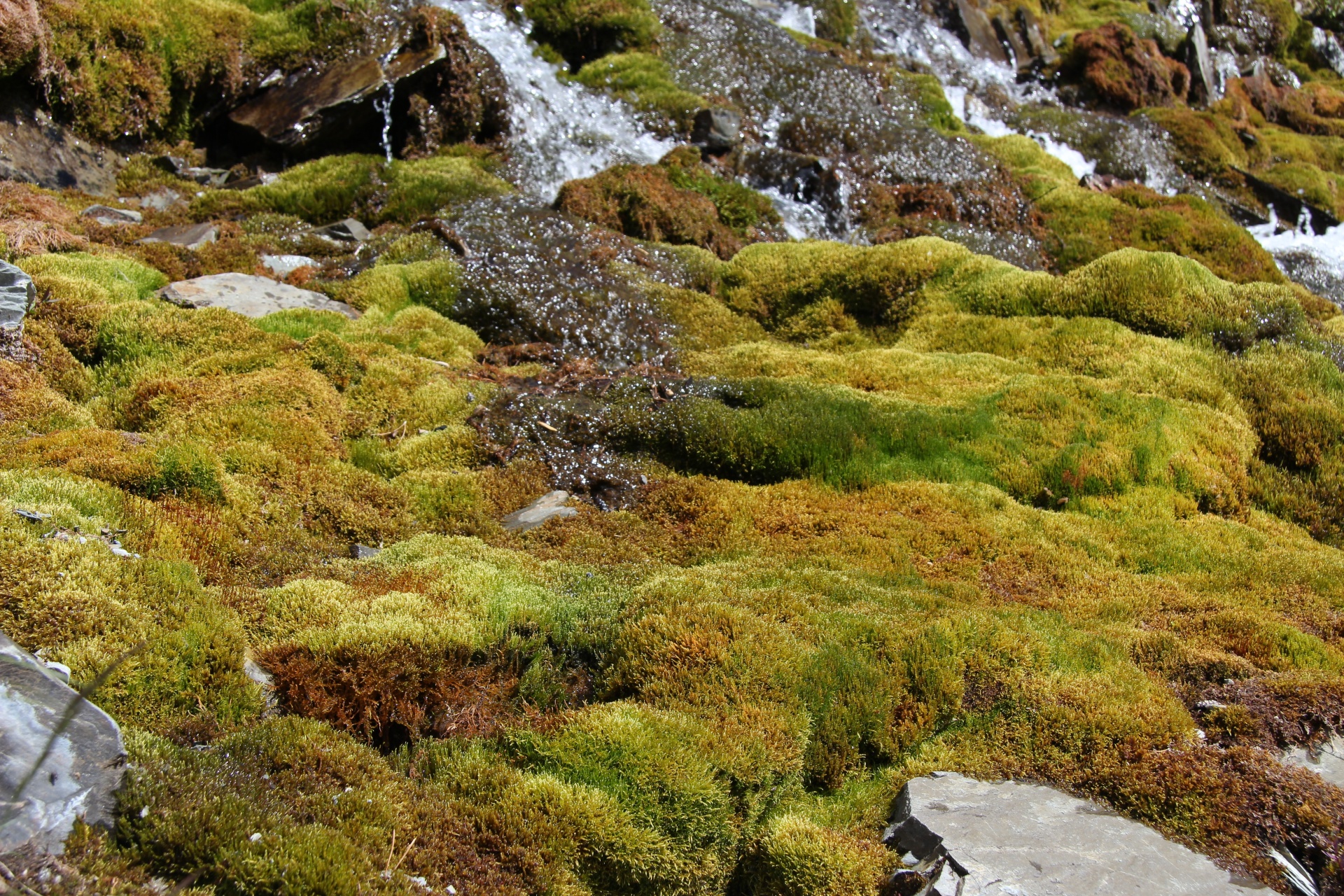 Colored Moss And Lichen