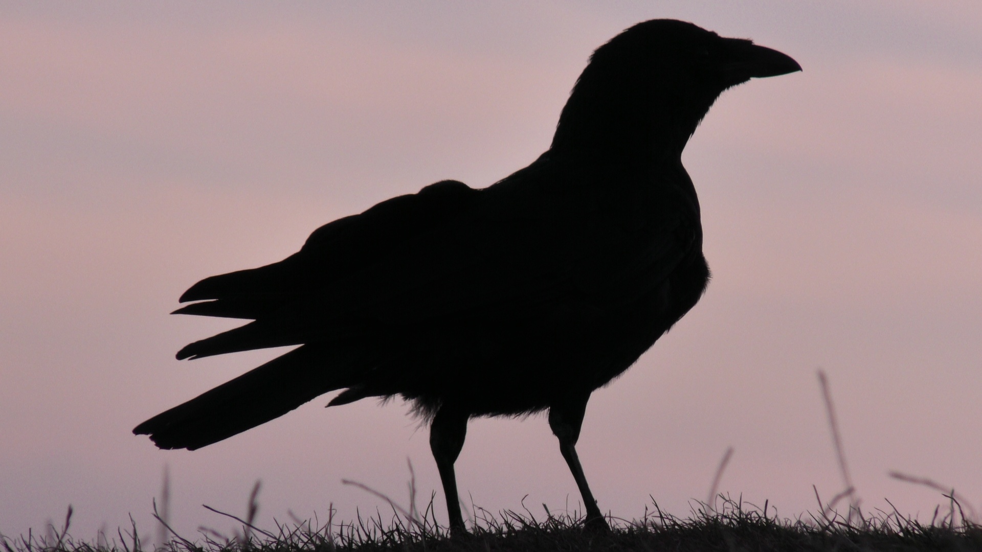 The mystical Raven