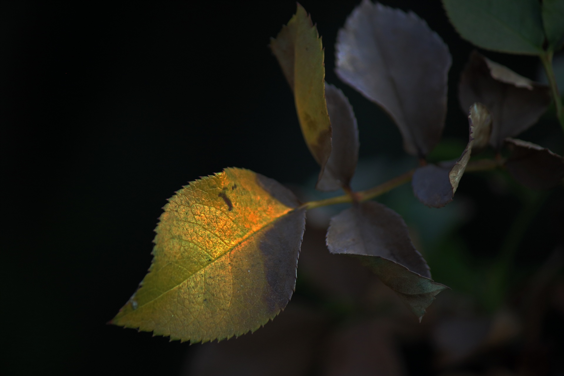 Decaying Rose Bush Leaf