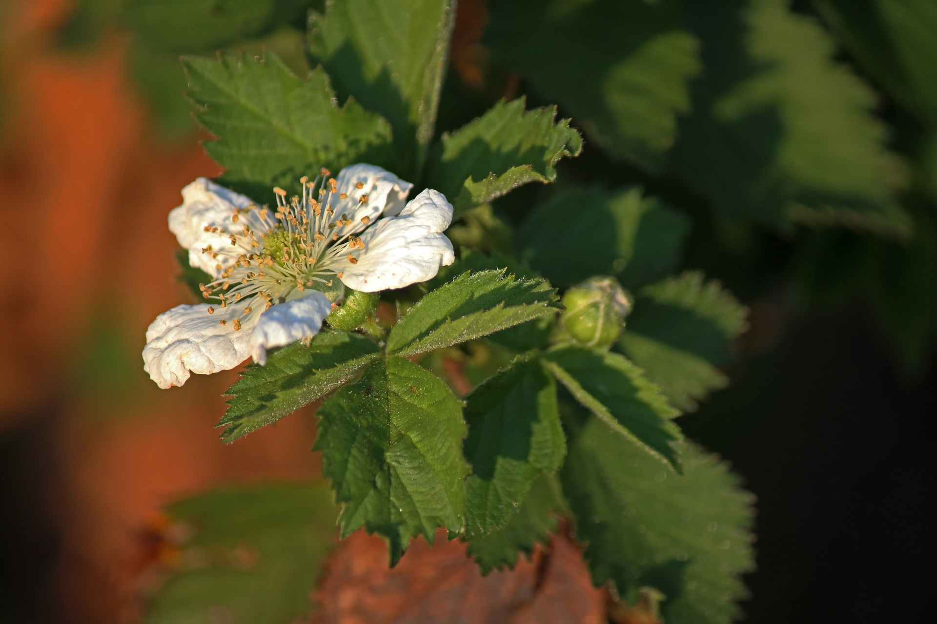 delicate white bramble blossom in a garden