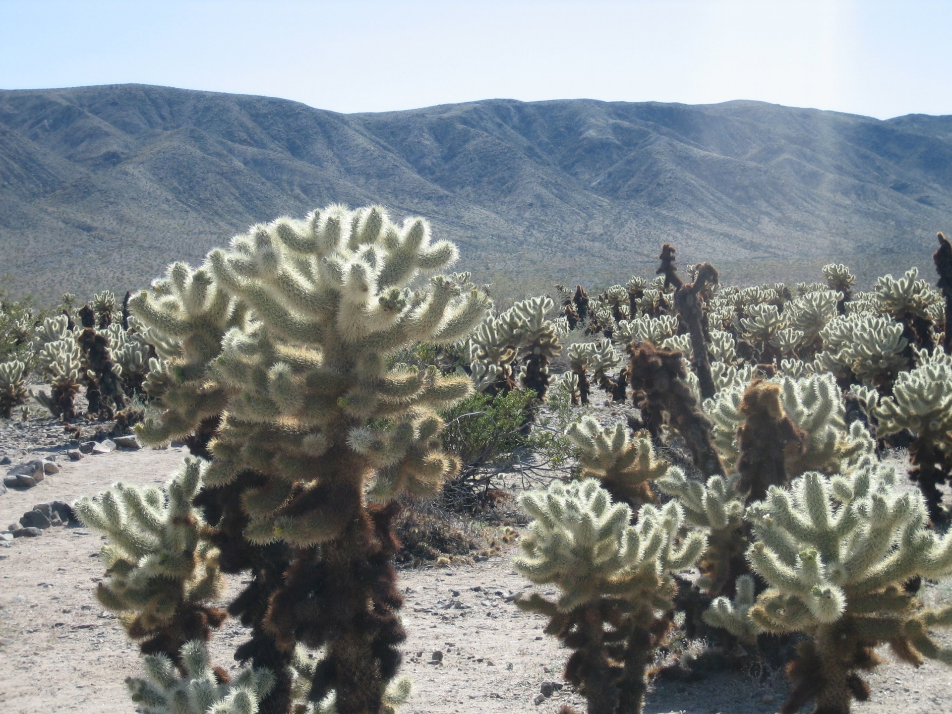 Cactus in California desert - Joshua Tree National Park