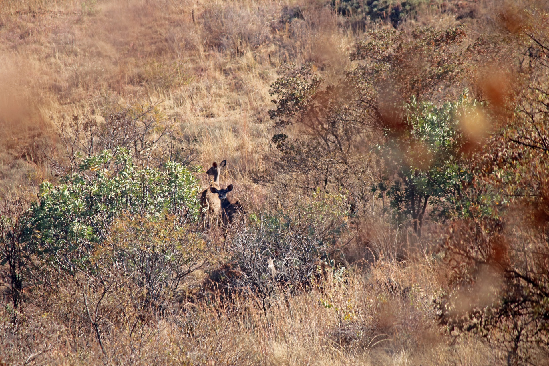 Distant Kudu Cows In South Africa