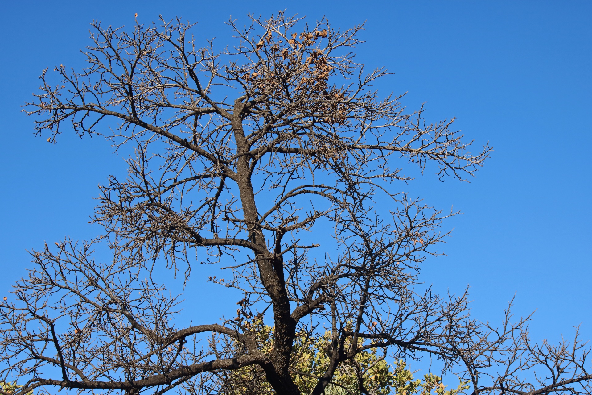 Dry Branches Of A Tree In Winter