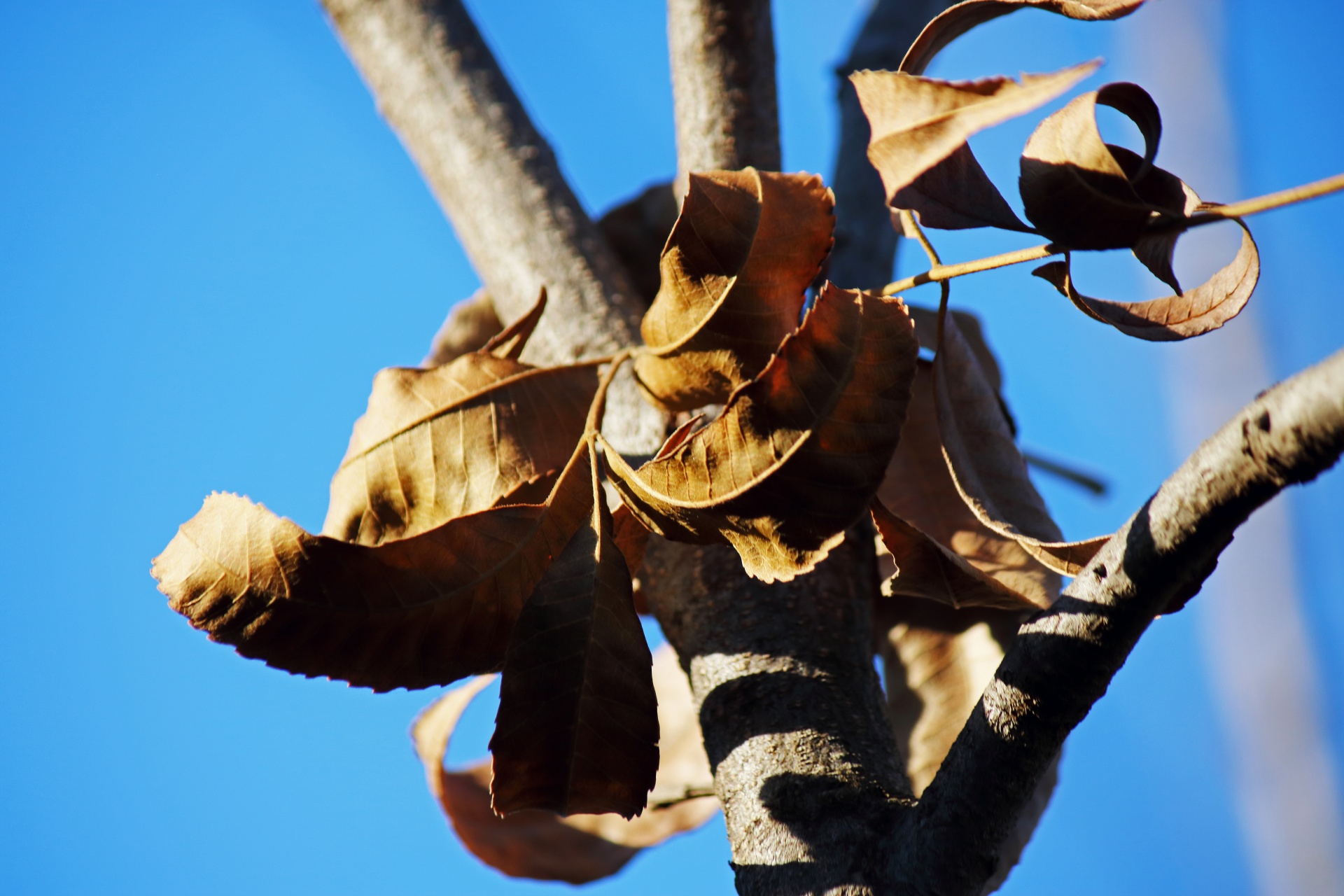 Dry Brown Pecan Nut Tree Leaves