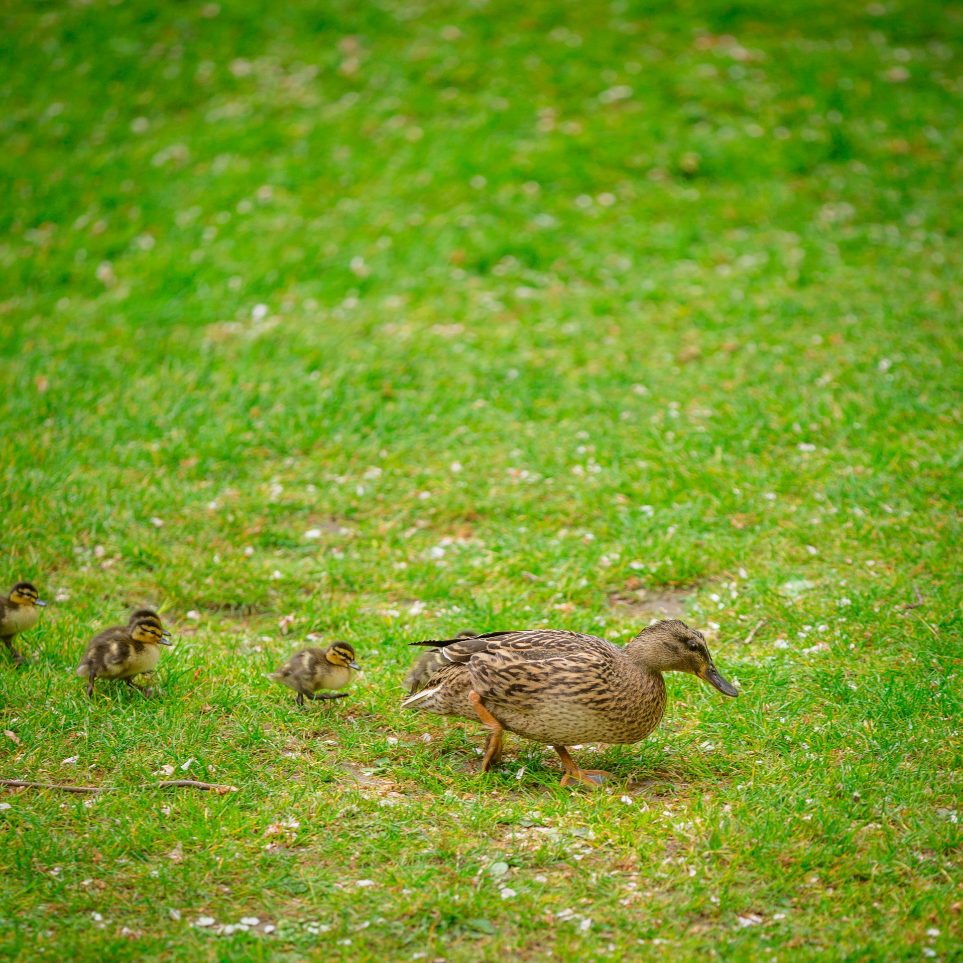 Brown duck with her ducklings walking on green grass