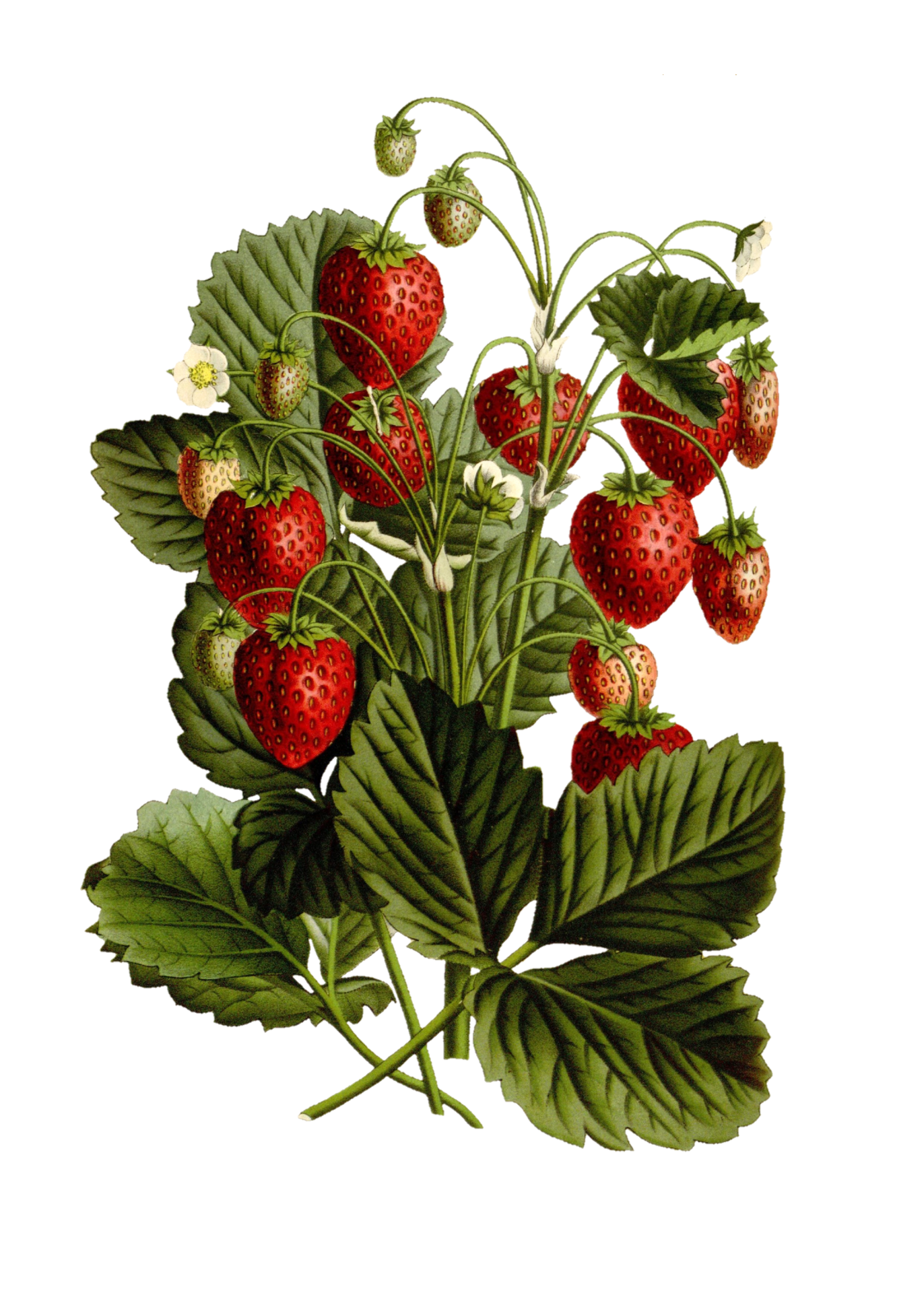 Strawberries Fruits Vintage Art