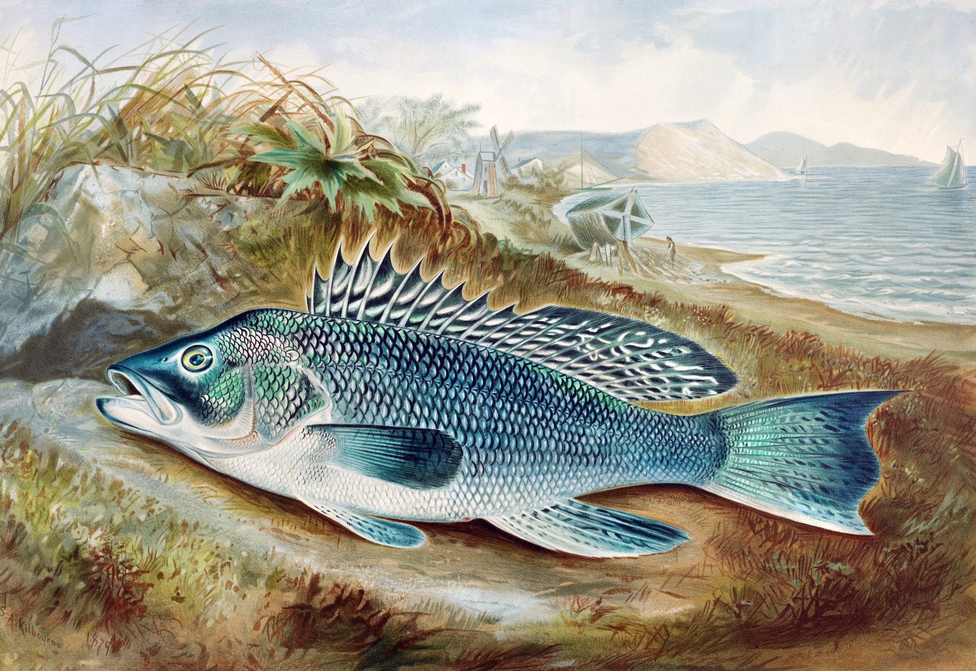 Fish Perch Vintage Art