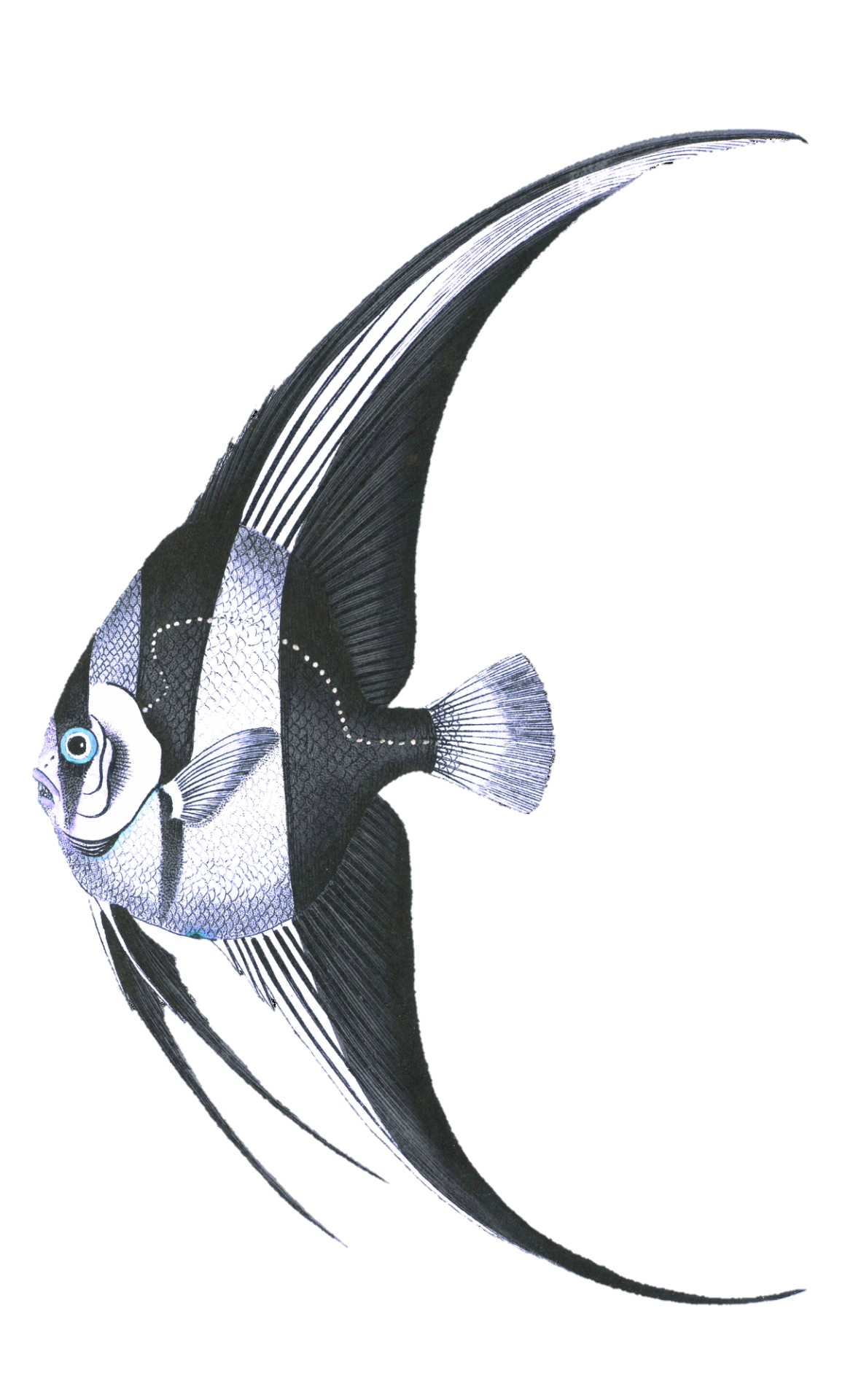 Fish Angelfish Vintage Art