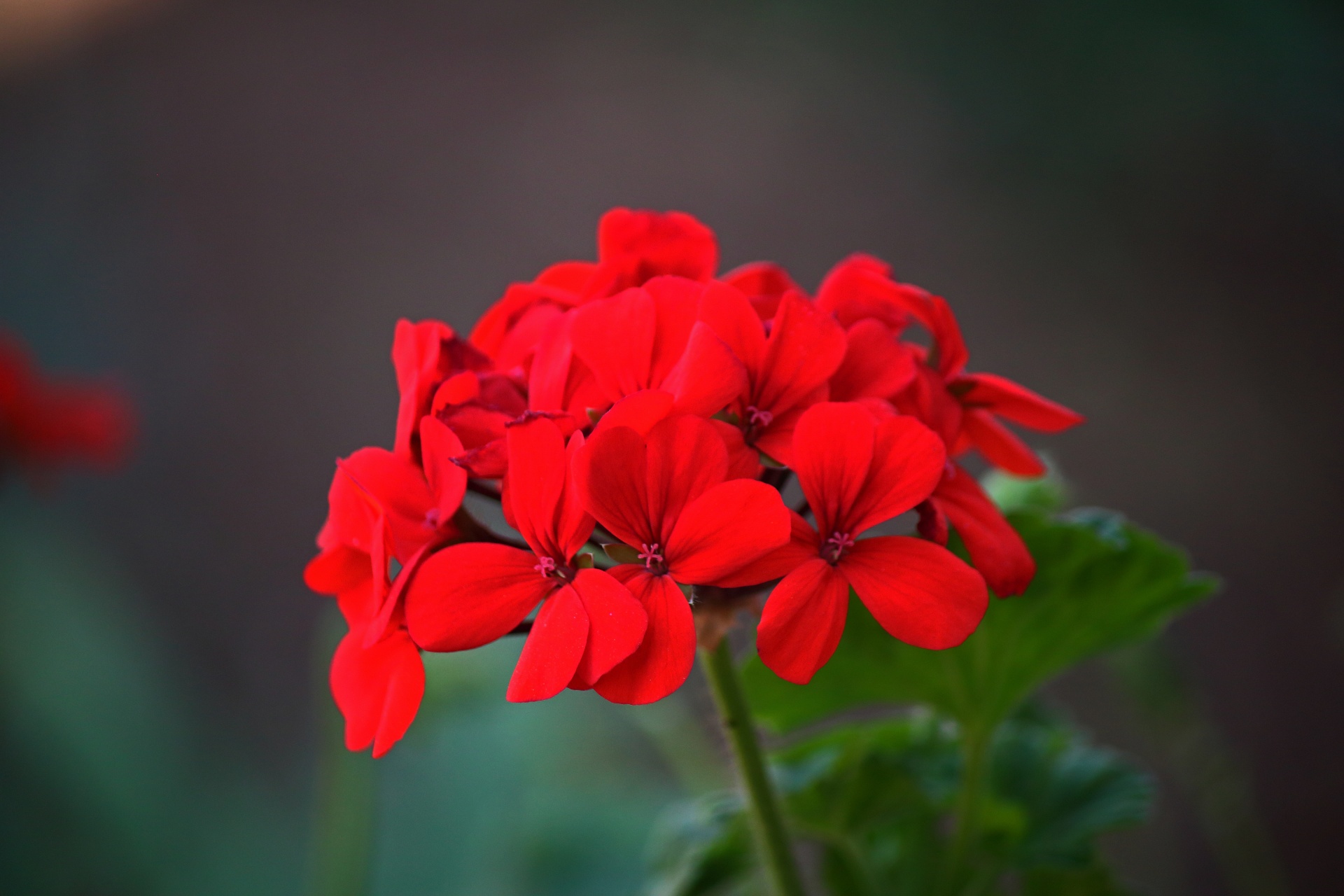 Florets On Red Geranium Flower Head