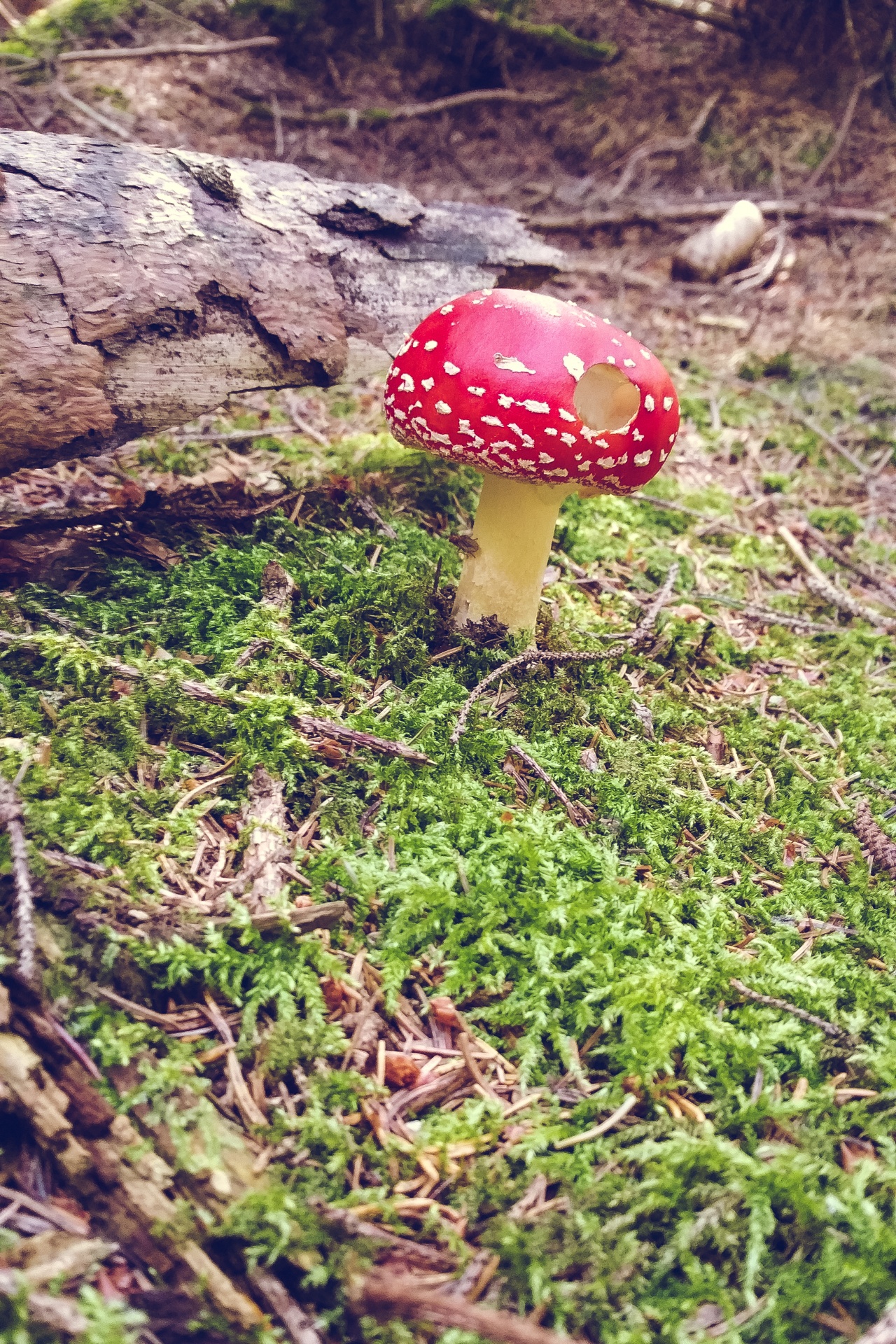 Amanita muscaria growing in a forest