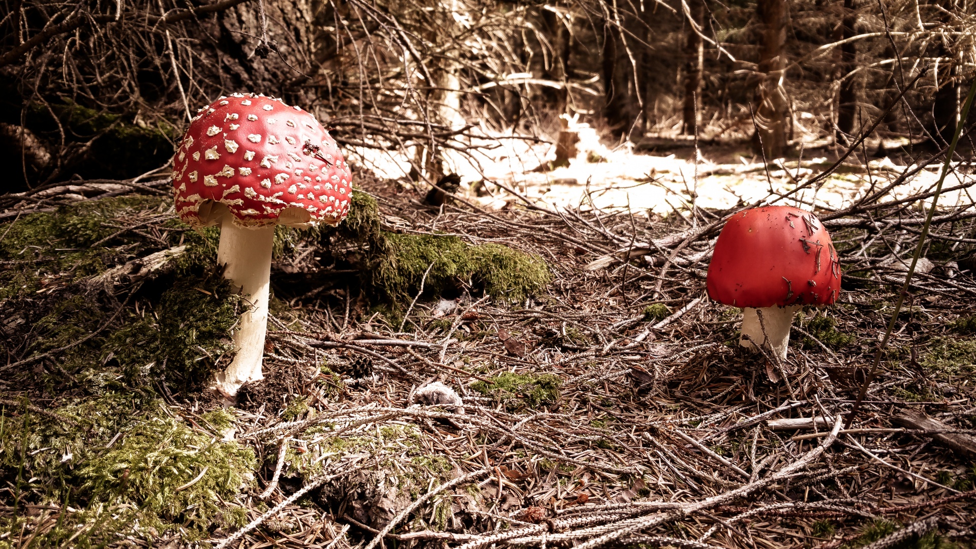 Amanita muscaria growing in a forest