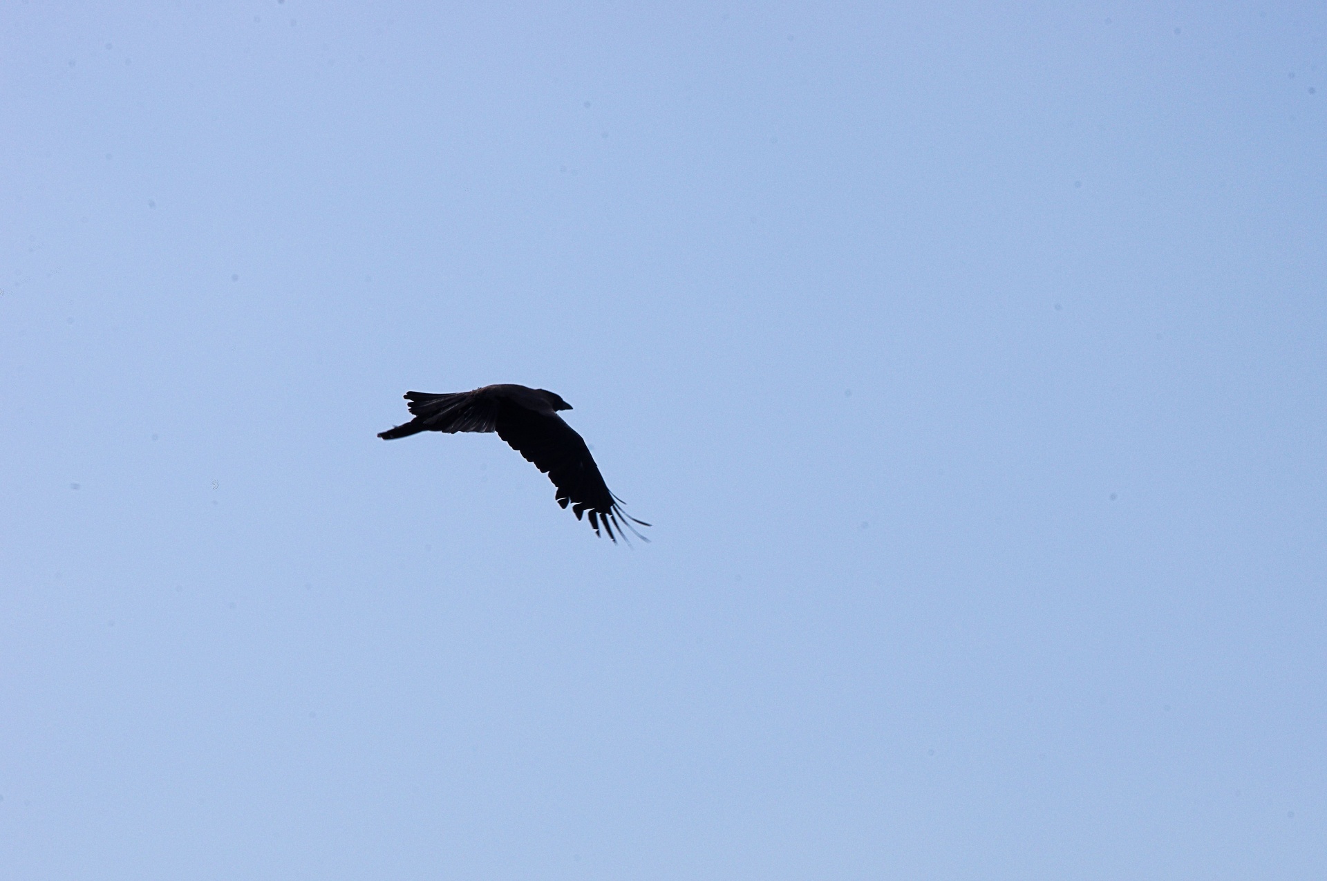 Flying Crow In Sky