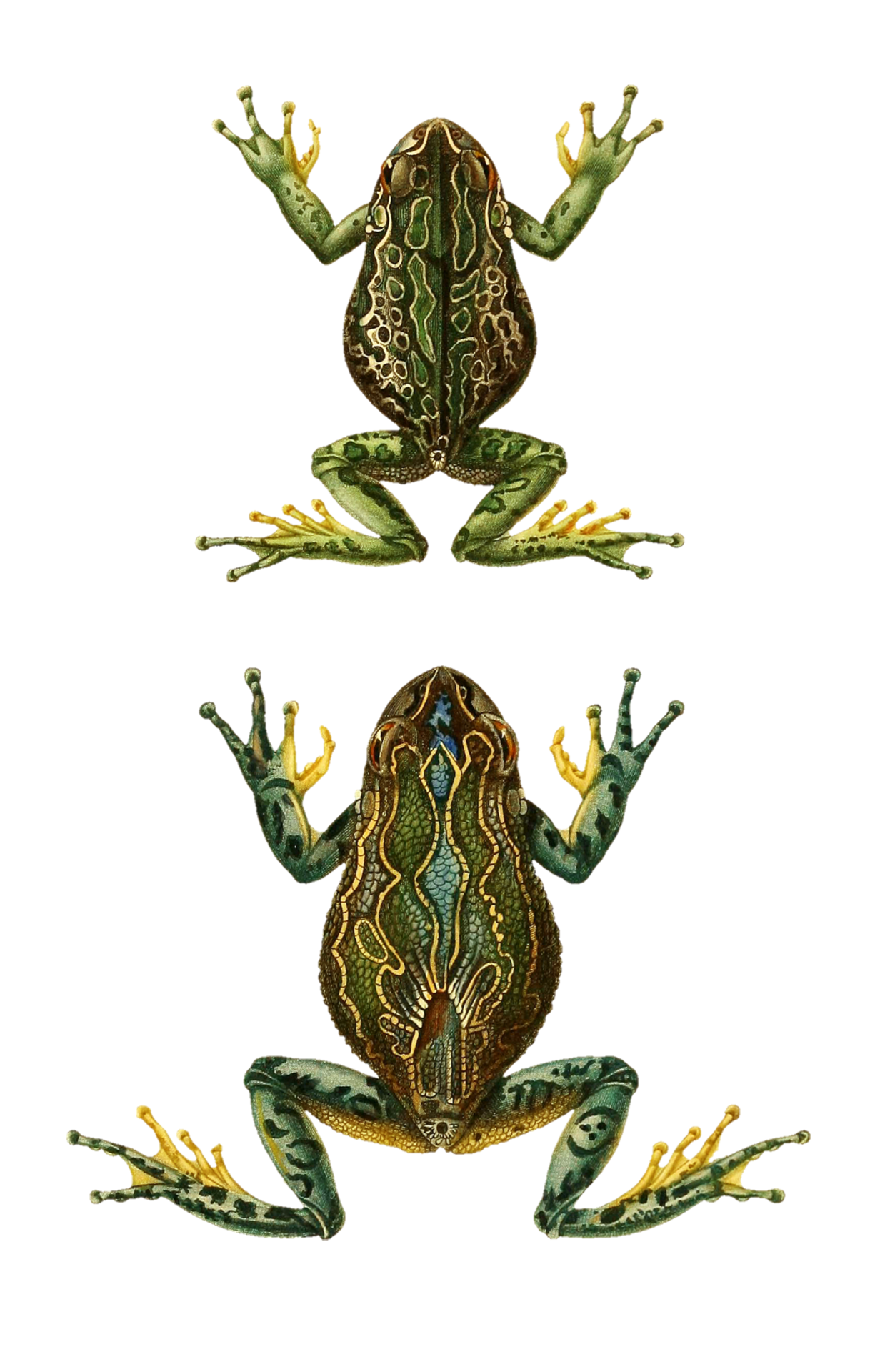 Frog Toad Amphibian Vintage