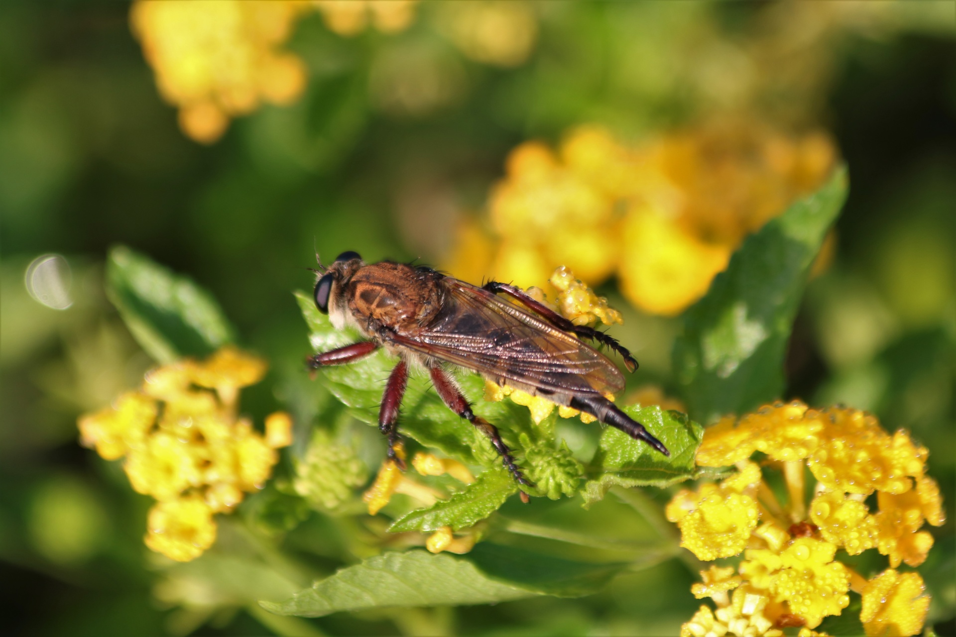 Close-up of a giant robber fly on yellow lantana flowers.