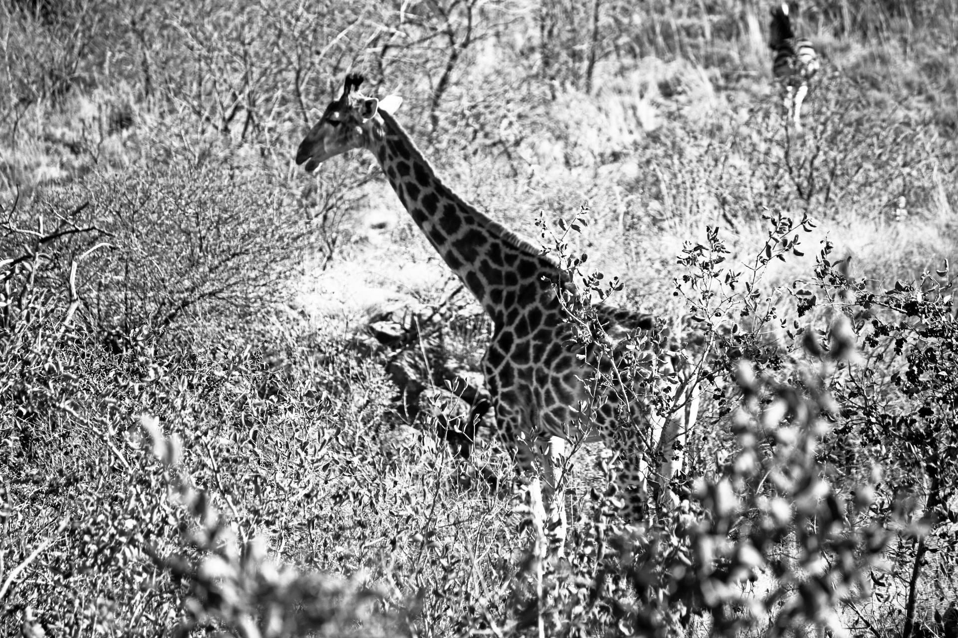Giraffe In Black & White Landscape