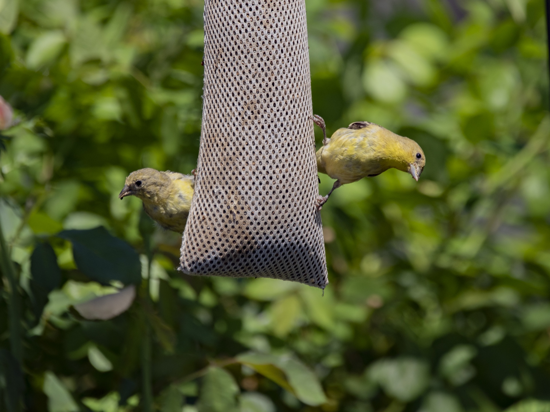 Goldfinch Birds Backyard Feeder