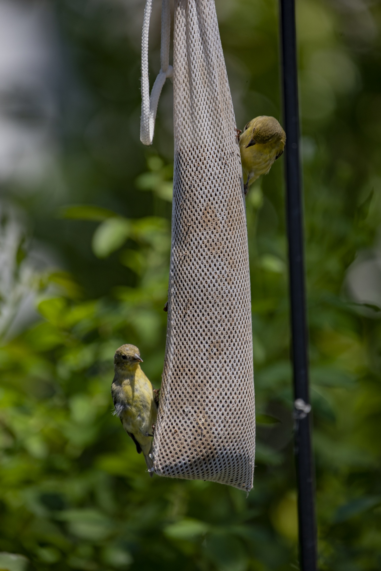 Goldfinch Birds Backyard Feeder