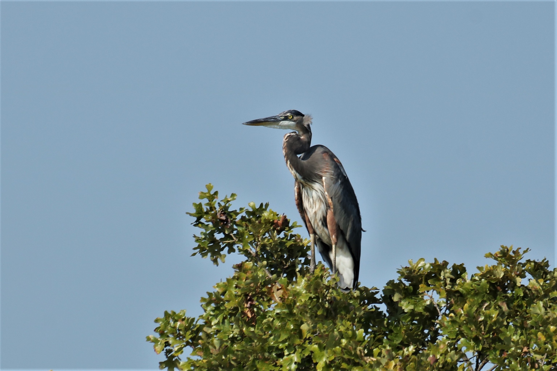 Great Blue Heron In Tree Top