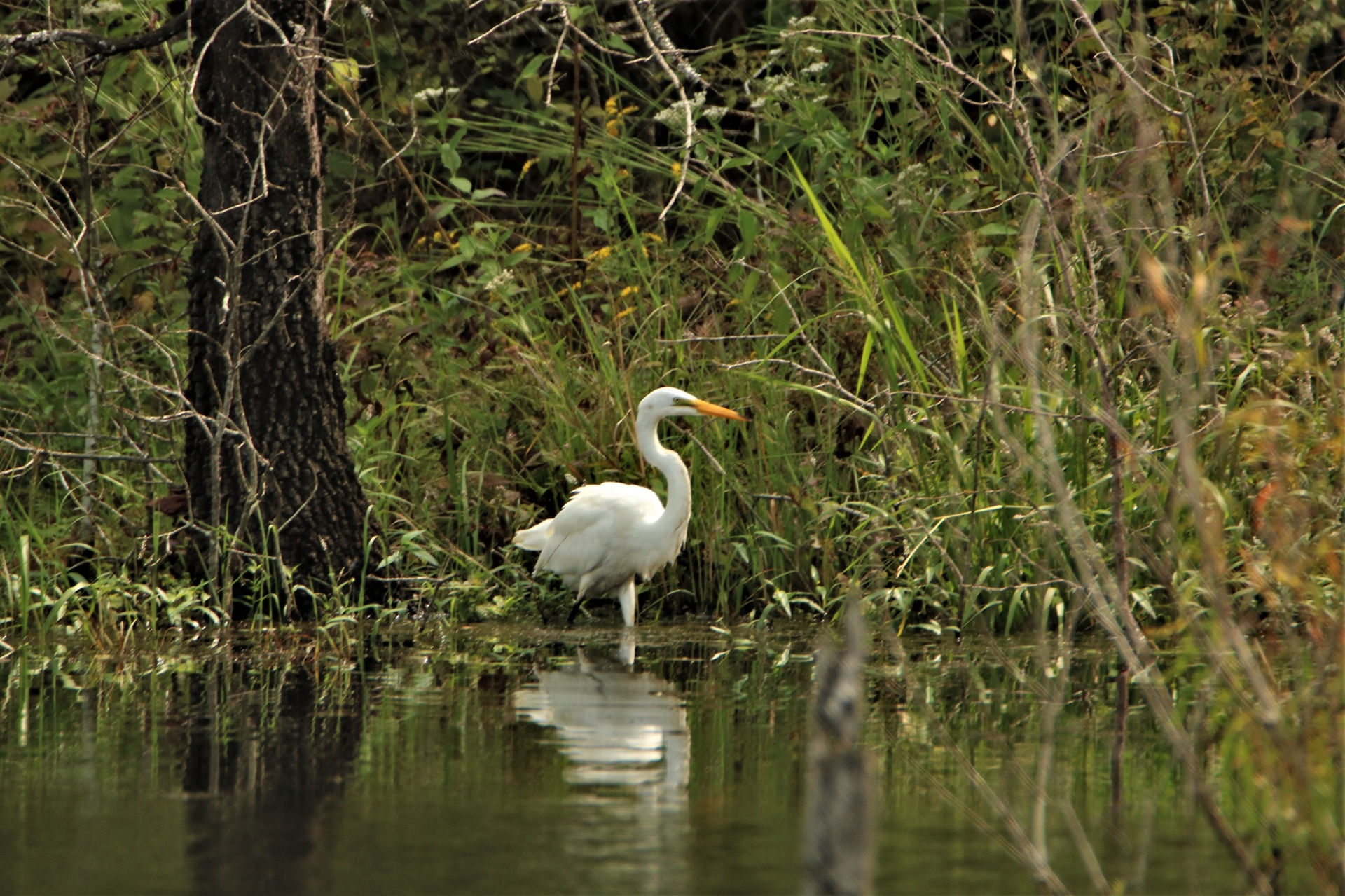 Great White Egret Wading In Pond