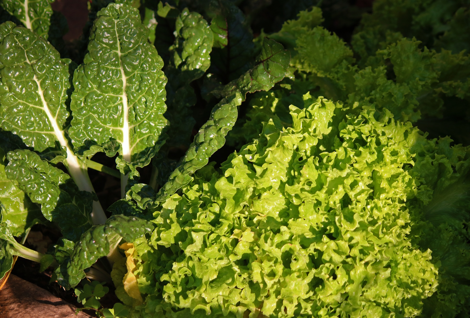 green curly leaf lettuce and spinach in a garden