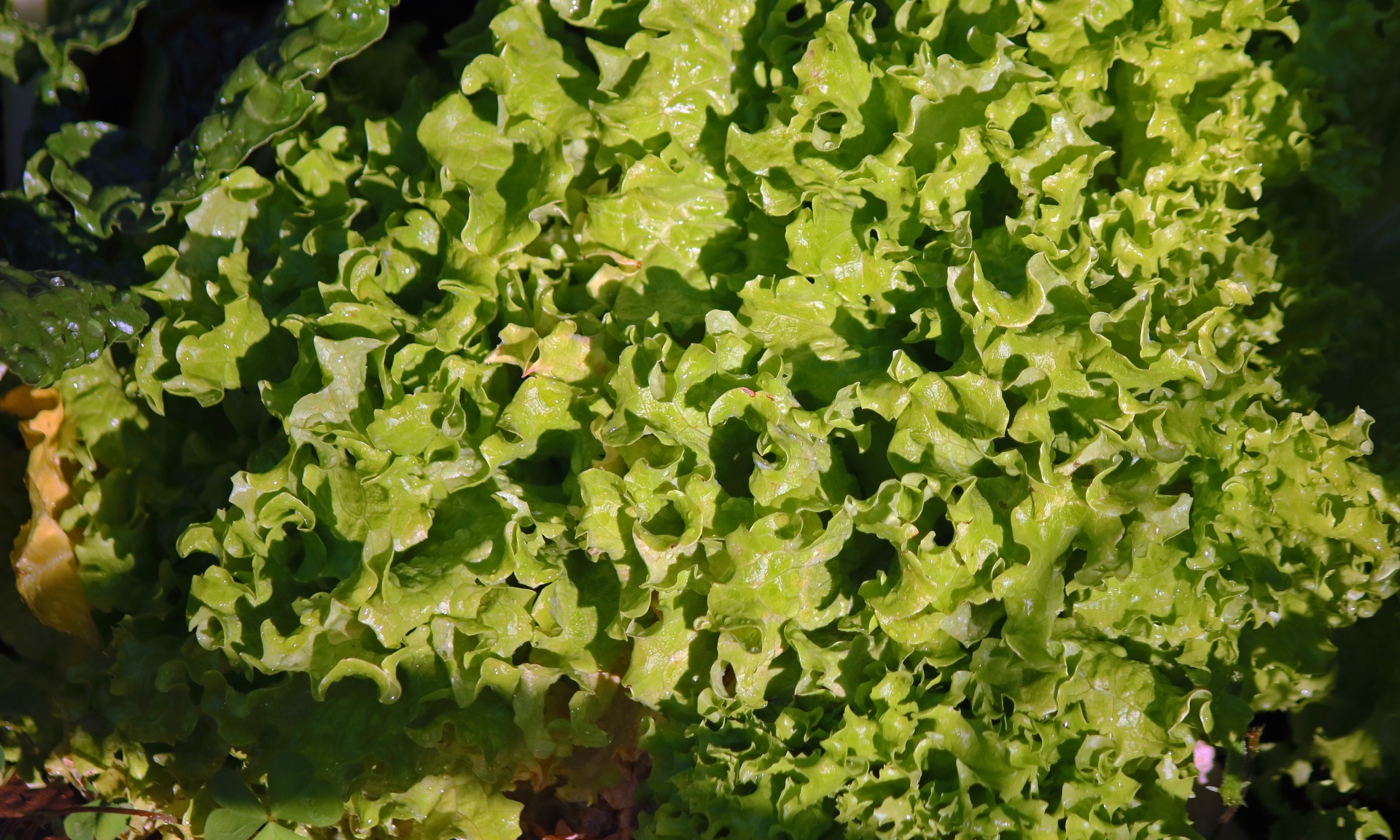 green curly leaf lettuce in a garden