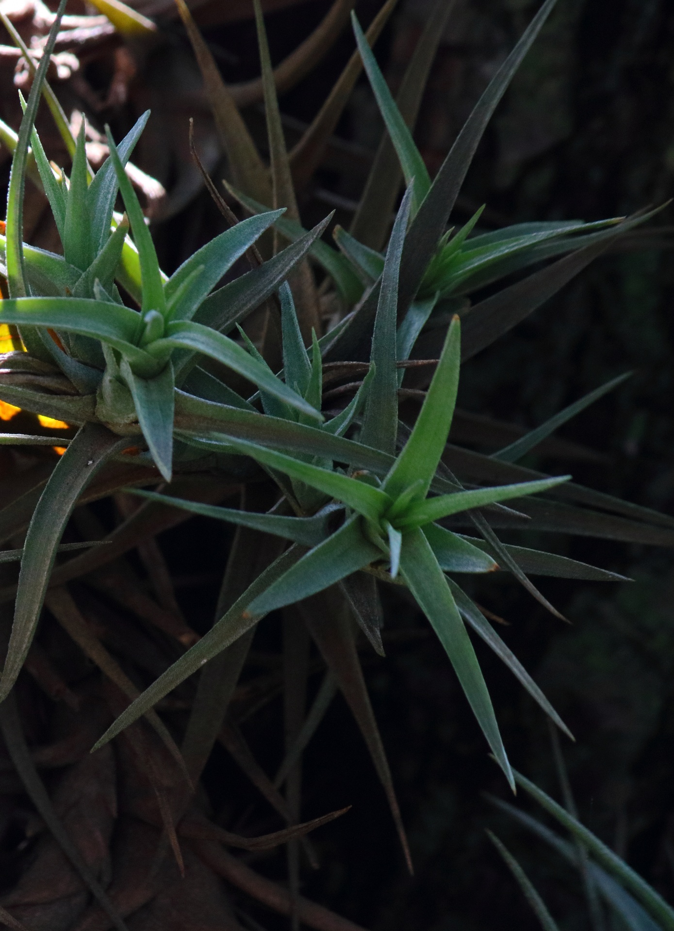 Green Spiky Leaves Of Epiphyte